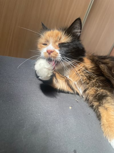 The media file shows a close-up of a calico cat in Teplice, Czechia. The cat is lying down, with its head turned towards the camera. Its mouth is open, and its tongue is extended, licking its paw. The cat's fur is a mix of black, orange, and white. Long white whiskers fan out from its nose. The background consists of a wooden surface and a dark gray, textured material, possibly a piece of furniture or fabric. The lighting suggests it might be daytime, with natural light illuminating the scene. The cat appears relaxed and engaged in grooming. No visible text is present in the image.