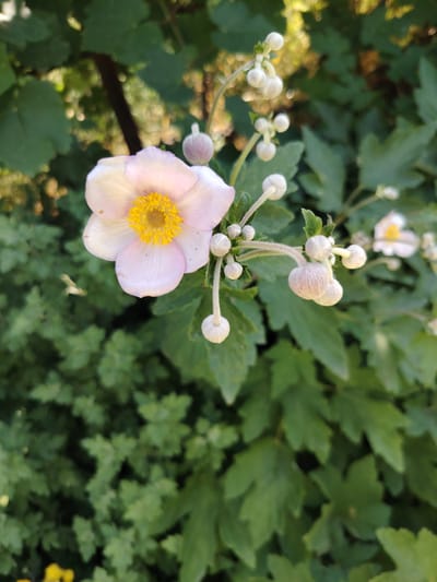 In Tavaksay, Uzbekistan, a close-up, eye-level, outdoor photograph showcases a delicate, pale pink flower with a vibrant yellow center, likely an anemone. The flower is in bloom, its petals softly unfurling, while several fluffy, light-colored buds are suspended on thin stems around it, some drooping and others reaching upwards. The background is a blur of lush, green foliage, suggesting a garden setting. The lighting appears to be natural daylight, casting a warm glow on the flower and creating a soft bokeh effect in the background. The image is sharp on the main subject, the flower, and its buds, while the surrounding leaves are out of focus.