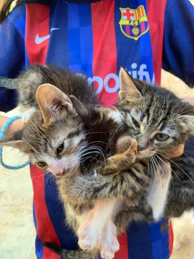 Two tabby kittens are held by a person in Sidi Slimane Moul Al Kifane, Morocco. The person, whose upper torso is visible, wears a red and blue striped FC Barcelona jersey featuring a white Nike swoosh on the right shoulder and the white Spotify logo across the chest. A light blue braided bracelet is visible on the person's left wrist. The kitten on the left has brown and grey striped fur with lighter fur around its pinkish nose and mouth, and its eyes are partially closed. Its left ear shows light brown interior fur, and it has distinct white whiskers. This kitten's head rests against the body of the kitten on the right. The kitten on the right has similar brown and grey striped fur, prominent white whiskers, and its green-blue eyes are more open, with one slightly squinted. The background is out of focus, displaying a light, earthy tone consistent with an outdoor setting under daylight.