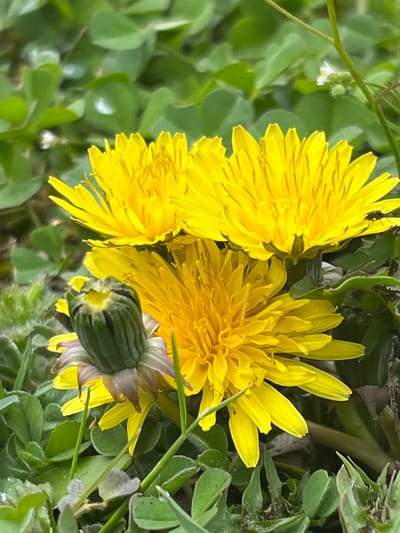 The image shows three yellow dandelion flowers in different stages of bloom, along with a closed bud. The flowers are surrounded by green foliage, including clover. The location of the image is not discernible from the visual information provided. The scene lacks specific details to indicate it is located in Zidarovo, Bulgaria. There is no information about people, subjects, actions, or interactions.