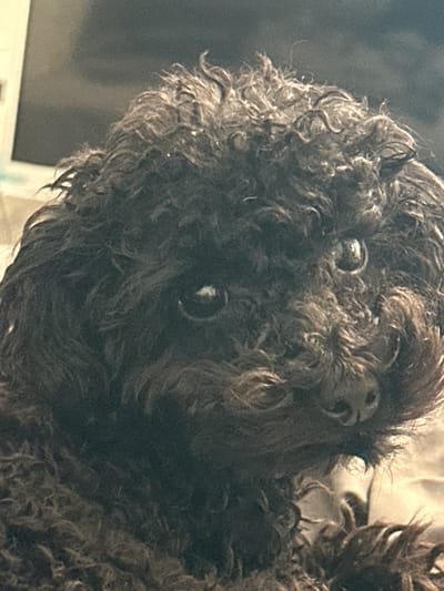 The image is a close-up, head-on, eye-level, medium shot of a dark-colored, poodle-like dog. The dog's fur is dark brown and curly, obscuring much of its face except for its eyes and nose. Its eyes are large, round, and dark, reflecting light. The dog's nose is dark and appears wet. The background is out of focus, with tones of gray and beige, suggesting an indoor setting. There is no indication of the dog's location within the city of Zhukovsky, Russia, or any discernible environmental context.