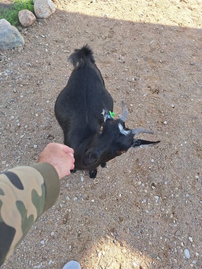 A black goat stands on a gravelly ground, looking up at a person's outstretched hand. The goat has white markings on its face and a green tag in its left ear. The person's arm, wearing a camouflage sleeve, is visible in the foreground. Rocks and grass are present in the background. The scene appears to be outdoors, possibly in a rural or farm setting in the vicinity of Малахавецкі сельскі Савет, Belarus.