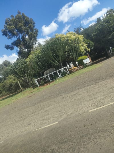 The image captures an outdoor scene along a road in Kisima ward, Kenya, under a partly cloudy, blue sky. The foreground features a paved road surface with a white line marking. To the side of the road, there is a grassy area with vegetation, including tall, cactus-like plants. A white fence runs along the edge of this area. An elephant sculpture is visible amidst the plants and fence. Further back, a sign is present near a building, and street lights can be seen. Trees are present in the background.