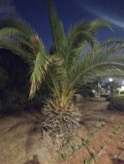 The image shows a palm tree at night, with its fronds silhouetted against a dark blue sky. The tree is the primary subject, and its trunk is thick and covered in rough, fibrous material. The ground around the tree is covered in dry earth and some sparse vegetation. In the background, there are hints of other trees and some distant lights, suggesting an outdoor setting possibly in a park or garden area within the Hof HaCarmel Regional Council in Israel. The overall impression is one of a tranquil night scene, with the palm tree standing as a solitary sentinel.