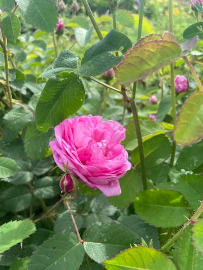 A close-up, eye-level shot showcases a vibrant pink rose in full bloom, its velvety petals unfurling towards the viewer. The rose is situated amidst lush, green foliage, with several leaves in sharp focus and others softly blurred in the background. A single, tightly closed pink rose bud rests to the lower left of the main bloom, hinting at future beauty. The stems are adorned with numerous sharp thorns, a characteristic detail of rose bushes. The overall impression is one of natural beauty and gentle growth within a garden setting. The image does not provide specific details about the city of Mirnyy, Russia, or the presence of people.