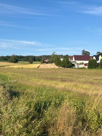 A photograph captures a pastoral scene with a clear blue sky in Neustadt, Germany. The foreground is dominated by a field of tall, dry grass, characteristic of summer or early autumn. Beyond this field, a golden expanse of harvested or ripening crops stretches across rolling hills. In the middle ground, several trees punctuate the landscape, and a cluster of houses with red and brown tiled roofs are visible, suggesting a small rural settlement. A dark-colored house with a white square window is situated on the right side of the image, near a dense line of trees that forms the background. The sun appears to be low in the sky, casting long shadows and illuminating the scene with a warm, golden light. The overall impression is one of tranquility and rural life.