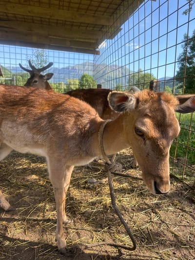 The image shows two deer within a fenced enclosure, likely a park or sanctuary, with a mountainous backdrop. The deer in the foreground is a young doe with light brown fur, a rope tied around its neck, and its head lowered as if grazing or drinking. Behind it, another deer, possibly a buck due to its visible antlers, is partially obscured. The enclosure has a wooden roof structure overhead and is constructed with wire fencing. The ground inside the pen is covered with dry hay and dirt. The background reveals a lush green landscape with trees and tall mountains under a clear blue sky with scattered clouds. The scene appears to be set in a natural, outdoor environment. There is no indication that this location is in the city of Gusinje, Montenegro.