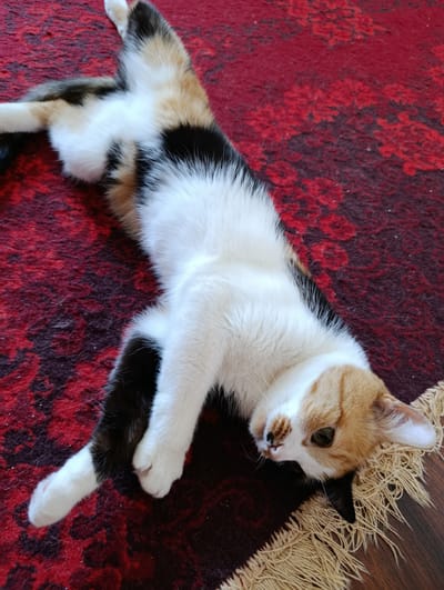 A calico cat is lying on its back on a red rug. The cat has patches of white, black, and orange fur. Its paws are extended, and its head is turned to the side, with its eyes open. The rug has a dark red pattern. The scene appears to be indoors, likely in a home, given the presence of the rug and the cat. There are no visible people or text. The lighting suggests it could be daytime, but no specific time can be determined. The cat appears relaxed or playful.