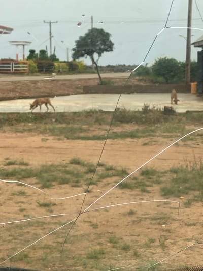 The image shows a dusty outdoor scene, possibly near a road, with two dogs in the midground. The dog on the left is brown and appears to be sniffing the ground. The dog on the right is lighter brown and is also looking down. In the background, there are utility poles, some vegetation, and a building with a yellow bin. The foreground is dominated by cracked glass, which obscures parts of the view. The overall impression is one of a somewhat unkempt, rural or semi-urban environment. Without further context or identifying landmarks, it is not possible to definitively determine the location within DU, Nigeria.