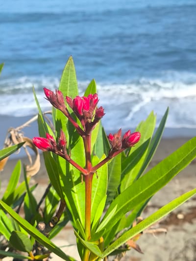 This media file showcases a close-up of a plant with vibrant pink flower buds in the foreground. The plant has long, slender green leaves and a reddish stem. In the background, a blurred ocean with gentle waves and white foam is visible under a clear blue sky, suggesting a sunny day. The sand on the beach is also out of focus. The overall impression is one of a peaceful coastal scene, possibly during daylight hours. There is no text visible in the image.