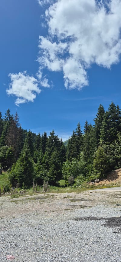 The image depicts a natural scene under a bright blue sky with scattered white clouds. The foreground is a gravelly surface, likely a road or parking area, with small patches of dry grass and a few scattered rocks. Beyond this, a dense forest of evergreen trees dominates the middle ground, with varying shades of green indicating different species and ages of trees. Some trees in the left portion of the forest appear to be dead or discolored, showing brown and grey tones. The terrain slopes upwards into the forest. In the background, a lush green mountain can be seen peeking through the trees on the right side of the frame. The overall impression is one of a mountainous, wooded landscape on a clear day. The location is identified as Sedlačka gora, Montenegro. There are no people or animals visible in the image, nor any specific actions or interactions taking place.