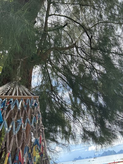 A hammock woven with colorful fabrics and rope is suspended between a thick tree trunk and branches. The tree, with its needle-like leaves, dominates the foreground, its branches extending towards a cloudy sky. In the background, a serene body of water is dotted with sailboats and islands, suggesting a coastal or tropical setting. The location appears to be Pa Khlok, Thailand, known for its picturesque beaches and limestone karsts. The scene evokes a sense of tranquility and relaxation.
