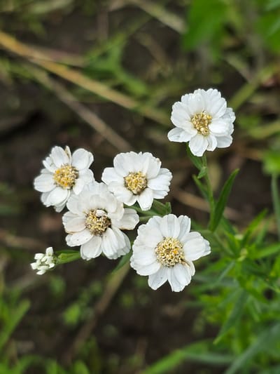 A close-up, eye-level, vertical shot captures a cluster of five small white flowers with yellow centers. The flowers are arranged in a naturalistic grouping, with one flower slightly elevated above the others, and a smaller cluster of buds to the left. The background is softly blurred, showing dark soil and green foliage, suggesting an outdoor, natural setting. There is no indication of the city of Ермолаево, Russia, or any specific location details. The image is focused on the delicate details of the flowers, with subtle water droplets visible on some petals.