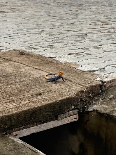 A lizard with an orange head, dark blue body, and yellow-tipped tail stands on a concrete ledge. The lizard is facing right. Behind the lizard is a light-colored paved surface. In front of the concrete ledge, there is a dark, recessed area. The scene is outdoors. The location is not specified.