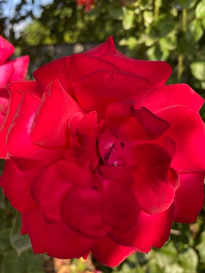 A close-up, high-angle shot showcases a vibrant red rose in bloom, its petals unfurling in intricate layers. The rose is the central subject, occupying the majority of the frame, with its rich crimson hue catching the sunlight. The background consists of softly blurred green foliage and hints of sky, suggesting an outdoor setting. There are no people or animals visible in the image. The scene appears to be a garden or park. The image was taken in Ventsy, Russia.