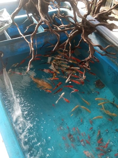 A blue, rectangular pond is filled with water and populated by numerous koi fish of various colors, including orange, red, white, and gold. A large, intricately branched piece of driftwood overhangs the pond. Bubbles and ripples disturb the water surface, suggesting aeration or movement. The pond's structure and surrounding environment appear to be outdoors.