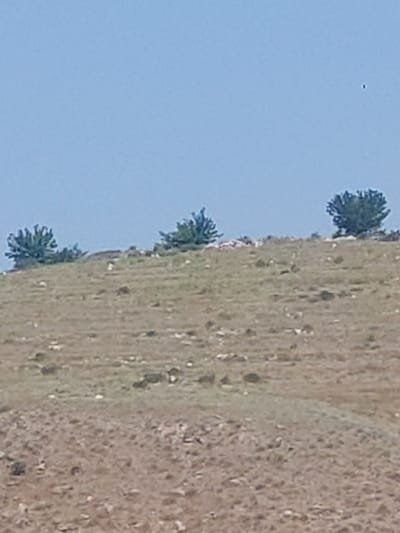 A wide-angle, slightly blurry outdoor shot captures a hillside in Areni, Armenia, under a pale blue sky. The foreground is dominated by a dry, stony ground in shades of brown and tan, with sparse patches of dry grass. As the ground rises, it transitions to a more vegetated slope, covered in dry, straw-colored grass interspersed with small, dark green shrubs.

Along the crest of the hill, three distinct clusters of trees are visible. The leftmost cluster consists of two trees, appearing as dark green masses against the sky. The middle cluster is a slightly larger, bushier group of trees. The rightmost cluster is the largest and most prominent, with a dense, rounded canopy of dark green leaves.

Scattered across the grassy slopes are numerous small, light-colored rocks or pebbles, and some darker, larger rocks. There are also several small, dark shapes that could be rocks or very small shrubs. In the distance, a single black speck is visible in the sky, too small and distant to identify. The overall impression is a natural, arid landscape.