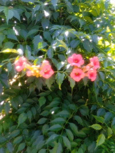 A cluster of trumpet-shaped, pink flowers with darker pink centers bloom amidst dense green foliage. The flowers appear to be on a vine, with some unfurled blooms and others still in bud. The leaves are a deep green and are dappled with sunlight, suggesting the image was taken outdoors on a sunny day. The lighting creates bright highlights on the leaves, indicating a daytime setting, likely late morning or afternoon. The background is a blur of green, emphasizing the flowers as the main subject. There are no people or text visible in the image. The scene conveys a sense of natural beauty and tranquility. The presence of blooming flowers against lush greenery suggests a warm season, likely spring or summer. The overall impression is one of nature in bloom.