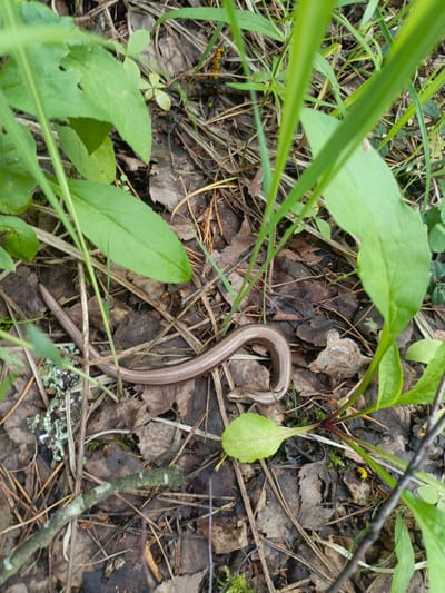 This is a close-up, eye-level shot of a slow worm nestled among fallen leaves and pine needles on the forest floor in Priozernyi, Russia. The slow worm, a legless lizard, is the primary subject, with its slender, brown body coiled in a sinuous S-shape. Its skin appears smooth and slightly iridescent.

The setting is a natural, wooded environment, likely a forest or woodland edge. The ground is covered in a rich tapestry of organic debris, including dried brown leaves, crisp pine needles, and scattered bits of moss, some of which is a vibrant green and other areas are white and grey. The lighting suggests it is daytime, with soft, natural light filtering through the canopy, creating dappled shadows. The overall atmosphere is one of quiet stillness and natural camouflage, as the slow worm blends seamlessly with its surroundings.

Prominent green leaves of low-lying plants emerge from the ground, some in sharp focus and others blurred by the shallow depth of field, adding layers of depth and color to the composition. A small, bright yellow object, possibly a small flower or fungus, is visible to the right of the slow worm. A thin, greyish-green twig lies across the bottom foreground, partially obscuring some of the forest floor detail. The scene evokes a sense of the hidden life within a forest ecosystem. No text is visible in the image.
