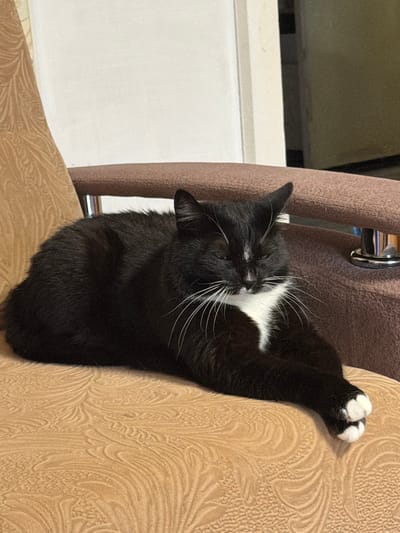 A black and white cat with closed eyes is resting on a textured tan chair. The cat is positioned diagonally across the seat, with its body curled and its paws crossed. It has a white chest and a white blaze on its forehead. The chair has a patterned upholstery and a brown armrest. The background is out of focus, showing a wall and part of a door frame. The image appears to have been taken indoors in a residential setting in the city of Vozhgaly, Russia.