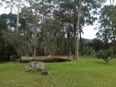 A landscape features a grassy lawn dotted with trees of varying sizes, creating a forested edge. A large fallen tree trunk rests horizontally across the lawn, partially obscuring the base of the taller trees behind it. A sizable rock with mossy patches sits near the fallen trunk. A small, pruned tree is on the right side of the image. The sky is overcast, and the scene is captured in natural light.