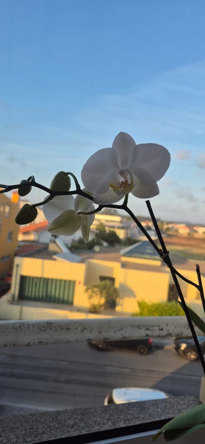 A close-up, vertical shot features a white orchid with several buds in the foreground, silhouetted against a clear blue sky with subtle clouds. The orchid is positioned in front of a window, and through the glass, a city landscape is visible. The city appears to be Póvoa de Varzim, Portugal, with buildings featuring yellow and orange tones. The sun, low in the sky, casts a warm, golden light on the structures, highlighting their architecture and creating long shadows. In the middle ground, a street with parked cars is visible. The window itself shows some smudges and reflections, adding depth to the image. The overall scene captures a serene moment, blending nature with an urban backdrop during what appears to be sunset or sunrise.
