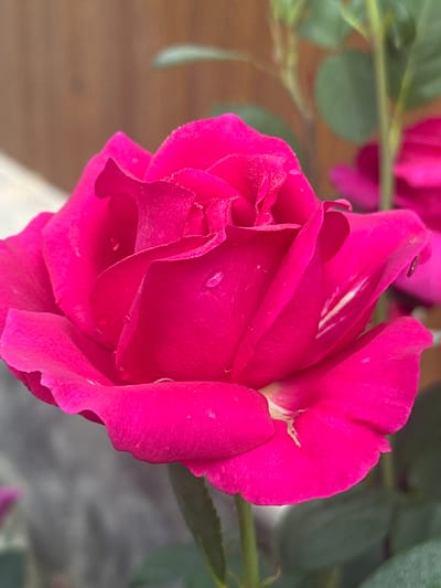 A close-up, eye-level shot focuses on a vibrant fuchsia rose in bloom, its petals slightly wet with dew drops. The rose is positioned in the center of the frame, with its layered petals unfurling towards the right. The background is softly blurred, featuring elements of a natural outdoor environment: a wooden fence to the upper left, green foliage and stems to the right and top, and a muted gray structure, possibly a wall or another blurred plant, to the lower left. The lighting appears natural, highlighting the textures and the glossy sheen of the water droplets on the rose petals. The image composition suggests it was taken in a garden or outdoor floral setting. There are no people or identifiable structures of Zvenyhorodka, Ukraine, visible in the photograph.