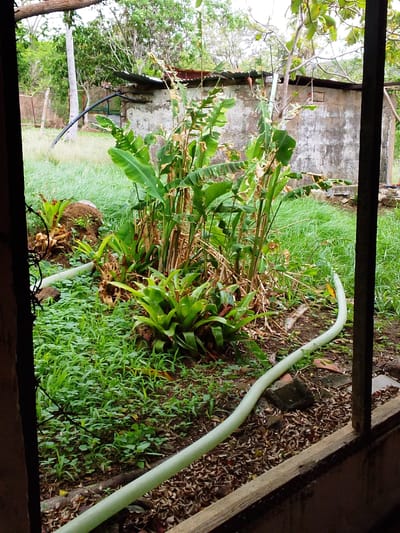 This media file shows an outdoor scene, likely a backyard or garden area, with lush green vegetation and a rustic, aging building in the background. The building appears to be made of concrete or stone, with a corrugated metal roof, and shows signs of wear and tear. In the foreground, a thick, pale green hose snakes across the ground, weaving through dense foliage and fallen leaves.
The vegetation is abundant and varied, featuring large, tropical-looking leaves and some drier, stalk-like plants. There are also smaller, ground-covering plants with clover-like leaves. A large, irregular-shaped rock or mound of earth is visible among the plants. The scene is framed by dark, shadowy elements on the left and right, suggesting the image was taken from inside a structure or through an opening.
The overall impression is one of a somewhat unkempt but vibrant natural setting adjacent to a functional, perhaps abandoned or rarely used, structure. The lighting suggests it could be daytime, with overcast skies or shade from surrounding trees, as there are no strong shadows. The presence of the hose hints at watering or some form of irrigation taking place or having recently occurred. The location context of Atamo Sur, Venezuela, suggests a tropical or subtropical climate, consistent with the dense vegetation. There is no visible text in the image.