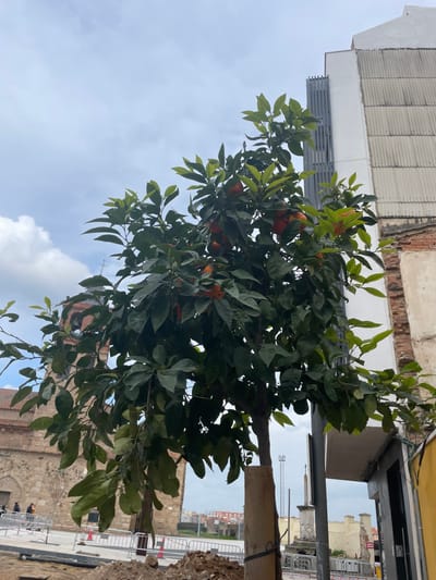 A vibrant orange tree, laden with numerous ripe, orange fruits and lush dark green foliage, dominates the left and central portions of the frame. Its trunk, wrapped at the base with a light-colored material, stands upright, hinting at its integration into an urban environment.
Above and to the left of the tree, under a light blue sky dotted with scattered white clouds, a section of a building with a corrugated upper facade and a distinctive grey metal grate or vent structure is visible. Further back on the left, hints of an older structure with exposed brickwork or aged stone peek through.
Towards the right and bottom, the scene reveals an area that appears to be under development or renovation. Loose earth and rubble are visible in the immediate foreground, transitioning to a paved area or plaza. This space is delineated by white metal barriers or fencing, often used for public safety or crowd control. Beyond the barriers, several buildings with traditional red-tiled roofs are visible in the distance. Partially obscured by the tree's branches on the lower right, a grand, dark stone-built edifice with arched architectural details, likely a historic church or monument, adds to the historical context of the setting.
The image captures a clear daytime scene under fair weather, possibly in Mérida, Spain, given the presence of citrus trees and the characteristic architecture blending modern and ancient structures in an urban setting. No people are distinctly visible, and no specific event is taking place, presenting a tranquil yet dynamic snapshot of the city.