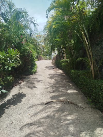 This is a first-person perspective image of a paved pathway winding through a lush, tropical environment. The pathway is made of concrete and appears to be an outdoor walkway, likely in a resort or garden setting. Dense foliage, including numerous palm trees with their fronds casting dappled shadows on the path, lines both sides of the walkway. The vegetation is vibrant green, suggesting a warm and humid climate.
To the left of the path, the foliage is thick and varied, with broad green leaves of a plant that might be Plumeria and other smaller plants and flowers. To the right, a neatly trimmed hedge forms a border, beyond which are more palm trees and a textured, dark stone wall or rock face. The overall scene is one of natural beauty and tranquility, bathed in bright sunlight.
The time of day appears to be daytime, judging by the strong shadows cast by the palm fronds, possibly late morning or early afternoon. The sky is visible at the top of the frame, appearing bright and possibly partly cloudy. The pathway itself has a few scattered dry leaves and a piece of dried plant material resting on it, adding to the natural aesthetic.
There are no people or overt activities depicted; the image focuses on the serene pathway and its verdant surroundings. The location context is Baan Harn, Thailand, which is consistent with the tropical flora observed. The overall mood is peaceful and inviting, evoking a sense of escape and relaxation. No text is visible in the image.