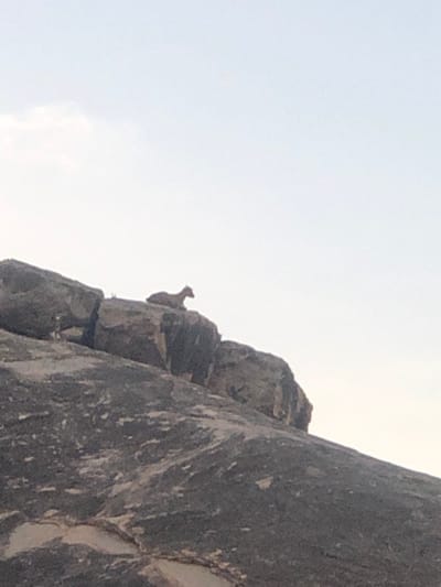 A tan-colored mountain goat perched precariously on a rocky ledge. The rock formation is a steep, jagged gray with various textures and crevices. The goat is small in the frame, facing left and appearing alert. Above and around the rocks, the sky is a pale, hazy blue-gray.