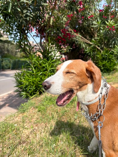 A medium shot photograph shows a medium-sized dog with brown and white fur sitting on grass in Stupovi, Montenegro. The dog's eyes are closed, and its mouth is open, with its tongue visible. The dog is wearing a silver chain collar and a pink leash is attached. In the background, there are lush green bushes and trees with pink flowers. A paved road with a white line is visible to the left of the dog. The lighting suggests it is a sunny day.