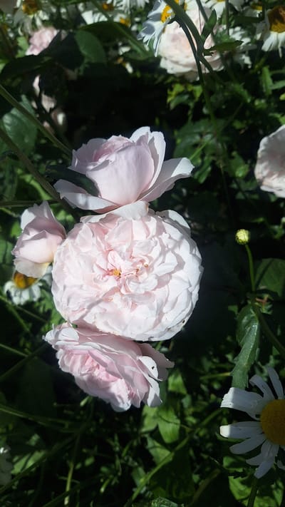 In the city of Unknown, Latvia, a close-up shot captures a cluster of delicate pink roses and white daisies. The roses, in various stages of bloom, showcase their intricate petal structures and soft hues of pink. One particularly large rose dominates the center of the frame, its petals unfurling in a dense, layered display. Smaller roses and buds are interspersed among the foliage. White daisies with yellow centers peek through the greenery, adding a touch of contrast to the scene. The background is a blur of dark green leaves, suggesting a garden setting bathed in natural sunlight. The overall impression is one of natural beauty and serenity.