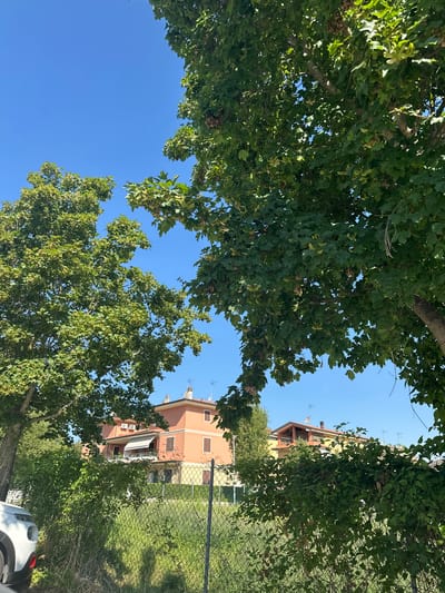 The image depicts an outdoor scene in Bottega, Italy, likely during the daytime on a clear day, given the bright blue sky. The perspective is looking upwards through the branches of large, leafy trees. The foliage is dense and green, with some branches bearing seed pods, suggesting it might be late summer or early autumn.

In the background, a multi-story building with a light orange facade is visible. The building has several windows with brown shutters and balconies, and air conditioning units are mounted on its exterior. Above the building, an antenna or similar structure can be seen against the sky.

A chain-link fence runs horizontally across the middle of the frame, separating the area with the trees from a patch of green grass. A portion of a white car is visible in the lower right corner, partially obscured by the foliage. The overall impression is a tranquil residential or semi-rural setting in Italy. There is no visible text in the image.