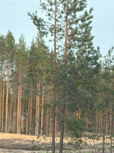A photograph captures a dense pine forest with a clear sky. In the foreground, two tall pine trees stand out, their branches laden with green needles. The background is filled with a multitude of other pine trees, their trunks appearing as vertical lines of varying shades of brown, illuminated by what seems to be late afternoon sunlight. The ground in front of the forest is a sandy or earthy texture, with some sparse vegetation and small white flowers visible. The image appears to have been taken from a moving vehicle, as evidenced by the slight blur in the background and the motion streaks on the tree trunks. The overall impression is a natural, serene forest landscape.