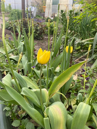 The image depicts a garden in Oblivskaya, Russia. The foreground is dominated by yellow tulip flowers in various stages of bloom, interspersed with green tulip leaves. The background contains assorted foliage and greenery. A greenhouse structure is visible in the back of the image. No people are depicted.