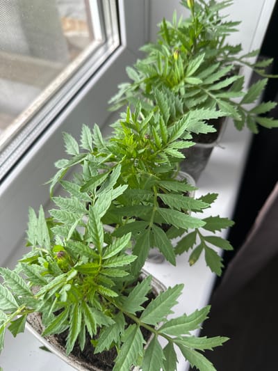 This image captures a close-up, high-angle view of several young green plants, likely marigold seedlings, arranged in a row on a white windowsill. The plants are vibrant with deeply lobed and serrated leaves, characteristic of marigolds. Small, undeveloped flower buds, some with a subtle purple hue, are visible among the foliage, suggesting the plants are beginning to bloom.
Each plant is housed in a small, individual pot; some appear to be clear plastic cups, while others might be opaque or biodegradable containers. Behind the row of plants, a window is partially visible, featuring a fine mesh screen over the glass. The background transitions to a dark, indistinct area, possibly a curtain or the shaded upper portion of the window recess.
The scene is illuminated by natural light entering through the window, indicating it is daytime. There is no human presence or activity depicted, focusing solely on the flourishing plant life. The setting is an indoor space, presumably a home, with the plants positioned to receive ample sunlight. No visible text is present in the image. The location context for this scene is Kuda, Russia.