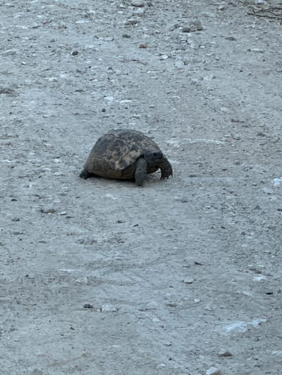 A desert tortoise is walking on a dirt path. The tortoise has a dark, patterned shell and dark legs. The path is covered in small rocks and dirt. There are no people or other animals visible in the image. The image is taken from a slightly elevated angle, looking down at the tortoise.