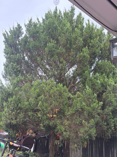 A large, dense evergreen tree dominates the frame, its green foliage partially obscuring a dark wooden fence and various backyard objects. The tree is in a residential backyard in Riverhead, United States of America. The sky is overcast and a light-colored canopy extends from the upper right corner, casting a shadow. Visible beneath the tree are parts of a barbecue grill, a bicycle, and other garden items. The branches of the tree are thick and interwoven, with some brown, dead leaves present. The overall scene suggests a backyard in an outdoor setting, likely during the daytime under cloudy conditions.