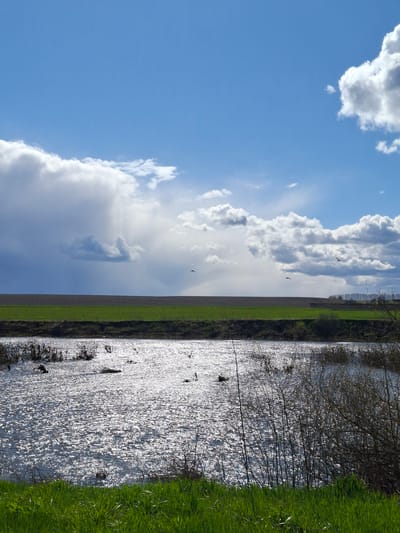 The image displays a vibrant outdoor landscape, horizontally oriented with a clear horizon line. The upper half of the image is dominated by a bright blue sky, partially filled with large, fluffy cumulus clouds in shades of white and grey. Several small, dark birds are visible in flight against the sky, silhouetted, particularly in the central area and towards the upper left.

A narrow strip of lush green land, possibly a field or meadow, runs across the mid-ground, marking the horizon. Beyond this green strip, a faint line of distant trees or dark vegetation can be seen.

The lower half of the image features a wide body of water, likely a river or canal, stretching across the right side. The water's surface is highly reflective, shimmering brightly with sunlight that creates a speckled pattern of light and dark, indicating clear and sunny weather conditions. Dark, bare branches or reeds are visible emerging from or growing along the left edge of the water. A patch of vibrant green grass borders the water along the far right edge of the frame.

The scene depicts a serene, natural environment, possibly in a rural area like Elets-Malanino, Russia, during daylight hours. No people, visible text, or specific activities are depicted beyond the birds in flight.