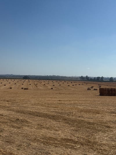 In the city of Shaar HaNegev Regional Council, Israel, a vast, sun-drenched field stretches towards a distant, hazy horizon. The ground is covered in dry, golden stubble, with rows of rectangular hay bales scattered across its expanse. These bales, predominantly dark brown, are neatly arranged, some standing individually and others grouped in small clusters. The field is vast, suggesting an agricultural setting. The sky above is a clear, bright blue, devoid of any clouds. In the far distance, a faint, urban landscape is visible, characterized by low-lying buildings and scattered trees, hinting at the presence of a settlement or town beyond the agricultural land. The scene is tranquil and bathed in the warm light of day, evoking a sense of rural harvest.