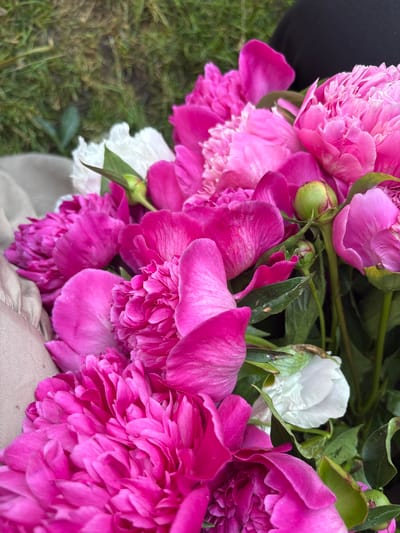 A close-up, overhead shot features a bouquet of vibrant pink peonies, with a few white peonies interspersed throughout. The flowers are lush and full, with many layers of petals. Some of the peonies are in full bloom, while others are still in bud. The background consists of green grass, suggesting an outdoor setting. A hint of a person's black clothing can be seen at the top right corner of the image, and a light-colored fabric, possibly a cloth or blanket, is visible on the left side. The lighting is natural, highlighting the rich colors and textures of the peonies. The scene does not provide any specific information about the city of Niva, Russia.