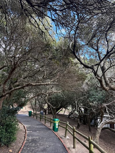 The image shows a pathway in Hout Bay, South Africa, lined with a wooden fence and green trash receptacles. The pathway curves slightly, and is composed of dark asphalt with a brick border. Overhead, there is a canopy of trees, mostly bare branches with some foliage interspersed. Patches of blue sky are visible through the branches. The scene appears to be outdoors and possibly in a park or nature reserve setting.