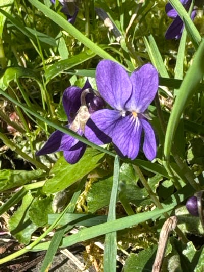 A close-up photograph displays two common violet flowers (Viola odorata) with purple petals, situated amidst green grass and diverse foliage. The prominent flower, located slightly right of center, exhibits five distinct purple petals with visible venation and a central yellow-orange anther. A second violet flower, partially obscured and positioned to the left and slightly behind, presents similarly colored petals. The immediate environment consists of various green plant species, including thin blades of grass and broader leaves, with some dried organic matter and dark soil visible near the base of the plants. The scene is illuminated by direct sunlight, casting subtle shadows. This natural setting is located in Vincennes, France.