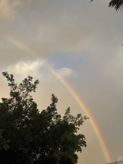 A vibrant rainbow arcs across a cloudy sky, partially obscured by the foliage of a large tree. The rainbow's colors are distinct against the overcast sky, which reveals patches of lighter blue. Hints of palm leaves appear in the upper left corner, creating a sense of depth. The scene captures the beauty of nature after a rainfall.