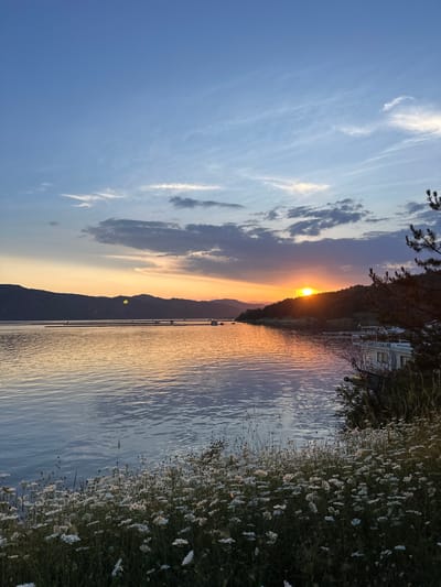 The image captures a tranquil sunset scene over a large body of water, likely a lake or wide river, in the vicinity of Brosh, Bulgaria.
The upper portion of the frame is dominated by a partially cloudy sky, transitioning from clear blue at the top to warmer hues of light blue, orange, and yellow near the horizon. Scattered clouds are visible; some are thin and wispy (cirrus-like) in the higher altitudes, while others are darker and more voluminous (cumulus-like) closer to the horizon, catching the golden light from below.
The sun, a bright orange-yellow disc, is prominently positioned near the center-right, partially obscured by the crest of a dark, tree-covered hill. Its intense glow radiates outward, creating a brilliant highlight on the horizon and casting a warm, reflective path across the water.
A range of dark, undulating hills or mountains forms the backdrop across the mid-ground, silhouetted against the vibrant sky. These hills appear to be covered in dense vegetation, likely trees.
The water surface exhibits gentle ripples and reflects the colors of the sky, showing a blend of blues, purples, oranges, and yellows, with a distinct orange path leading from the sun's reflection towards the viewer. In the mid-ground, on the water, numerous linear arrays of structures, possibly indicating aquaculture installations such as fish or mussel farms, are visible. Several small, white, rectangular structures, potentially huts or service platforms associated with these farms, are interspersed among them. A few small, distant boats are discernible on the water, particularly on the left side.
On the right side of the frame, a dark, tree-lined bank descends towards the water. Partially visible at the water's edge are several white structures that resemble small buildings, possibly houseboats, cabins, or docking facilities, largely cast in shadow.
The extreme foreground, covering the bottom quarter of the image, is filled with a dense patch of small, white, daisy-like wildflowers with yellow centers, interspersed with green foliage and taller blades of grass. These flowers extend across the width of the frame, creating a textured ground cover leading to the water's edge.
No individuals or animals are visibly present in the scene, and no specific actions or interactions are depicted, conveying a serene and natural environment at dusk.
