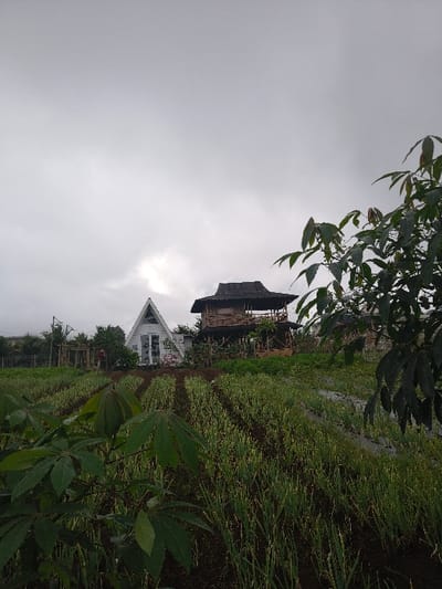 This image depicts an agricultural scene in An Khe Ward, Vietnam, under an overcast sky. In the foreground, rows of green, slender-leaved plants, consistent with scallions or similar alliums, are cultivated in dark soil, extending from the bottom center towards two structures in the midground. Several broad-leaved, dark green plants, possibly cassava, are prominent in the immediate lower left and center foreground, slightly obscuring the field.
In the midground, situated on a gentle incline beyond the cultivated field, are two distinct buildings. To the left stands a white A-frame structure with a steeply pitched roof and large glass double doors/windows on its facade. To the right, a multi-tiered, open-air wooden structure with a dark, possibly thatched roof rises. This structure exhibits visible wooden beams and railings, suggesting a rustic construction style.
The background is dominated by a uniformly grey, cloudy sky with a brighter patch of light visible towards the horizon. Lush green foliage and trees are visible behind and between the two structures, indicating a vegetated environment surrounding the cultivated area. No individuals or active interactions are visible.