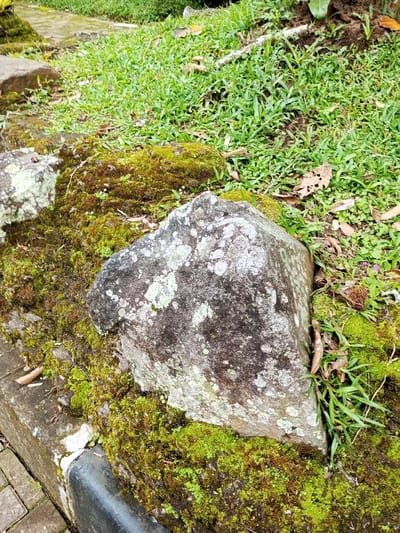 A gray rock covered in moss and lichen sits at the edge of a grassy area. More moss covers the surrounding rocks and a concrete curb. Patches of lush green grass grow behind the rock. Leaves and small plant debris are scattered among the grass and moss. The scene evokes a natural, overgrown setting.
