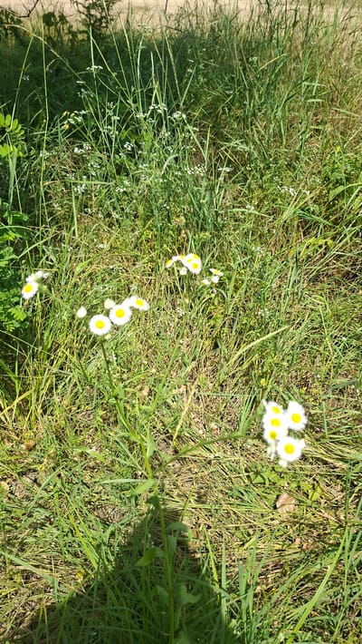 The media file depicts a sunlit outdoor scene with a focus on a patch of green grass and small white and yellow wildflowers. The perspective is a top-down view, with the camera angled slightly downwards. The grass is lush and varied, with some blades standing tall and others lying flat, suggesting a natural, unmanicured setting. Scattered amongst the grass are numerous small white flowers with yellow centers, resembling daisies or chamomile. One cluster of these flowers, in the upper right portion of the image, is particularly prominent, with several blossoms clustered together. Other smaller clusters and individual flowers are visible throughout the scene. The overall impression is one of a peaceful, natural environment. The lighting suggests it is daytime, likely late morning or early afternoon, given the brightness and the distinct shadows cast by the vegetation. The location cues are general, indicating a grassy area with wildflowers, consistent with a meadow, field, or park. There is no visible text in the image. The scene does not contain any people or recognizable objects other than the flora.
