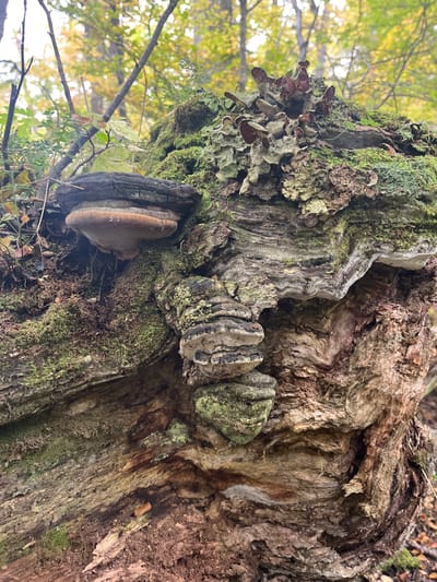 The image shows a close-up view of a decaying tree trunk covered in moss, lichen, and various fungi. The wood is deeply textured and exhibits signs of rot and decomposition. Multiple types of fungi are visible, including bracket fungi forming tiered formations. The environment appears to be a forest, with foliage visible in the background. The location is Puerto Almanza, Argentina.